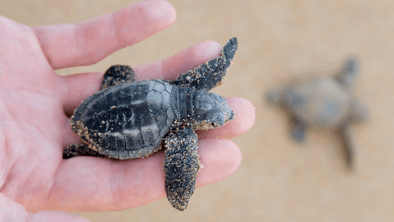 image of a little turtle in the Spiaggia dei Conigli  