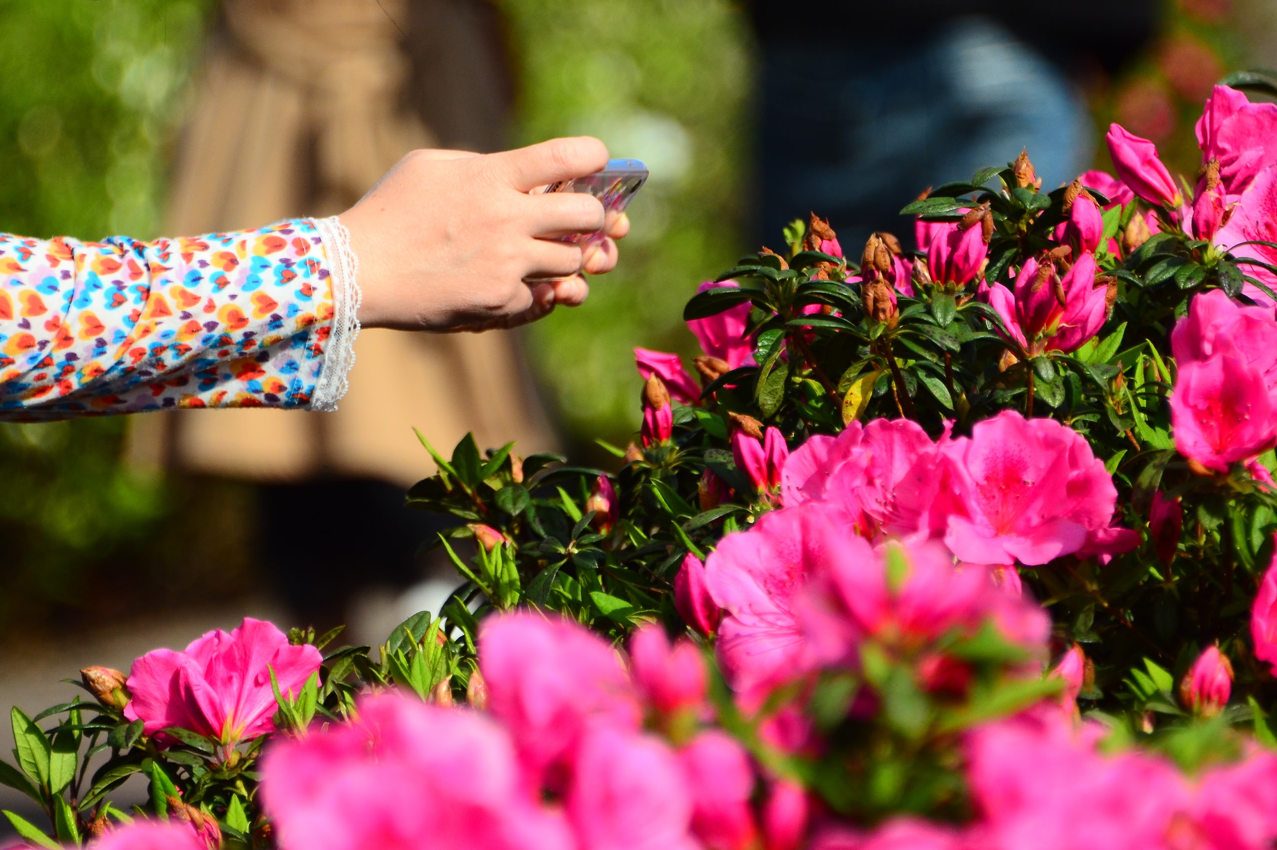 Person taking a picture of pink azalea flowers