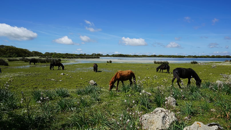avalli che pascolano in un prato verde vicino a uno specchio d'acqua, sotto un cielo azzurro con nuvole sparse.