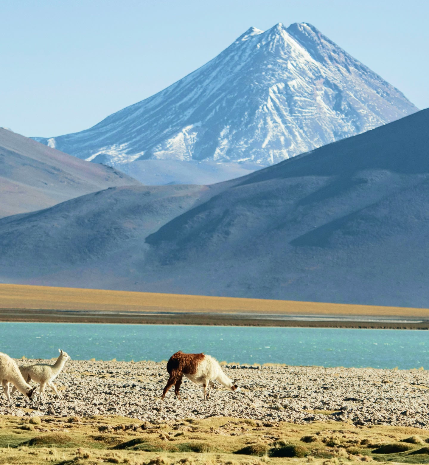 Lhamas pastando perto de um lago turquesa com os Andes nevados ao fundo, perto de Copiapó, no Chile.