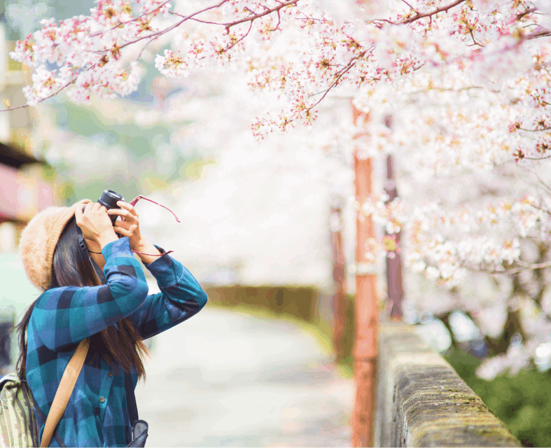 A woman with a camera taking a close up photo of some cherry blossom in a Tokyo park.