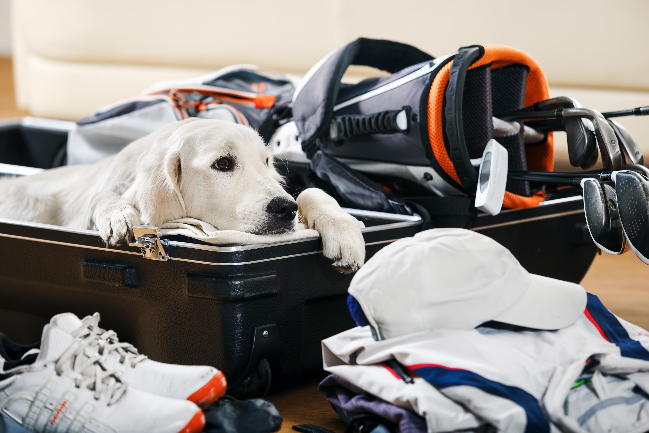 Take your dog on your next holiday