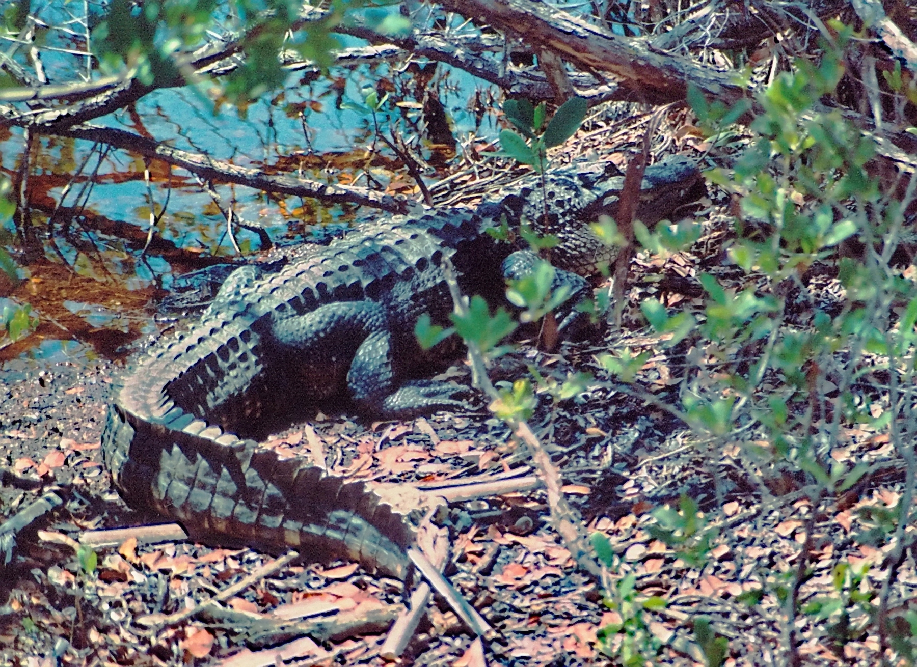 Alligator im Everglades Nationalpark