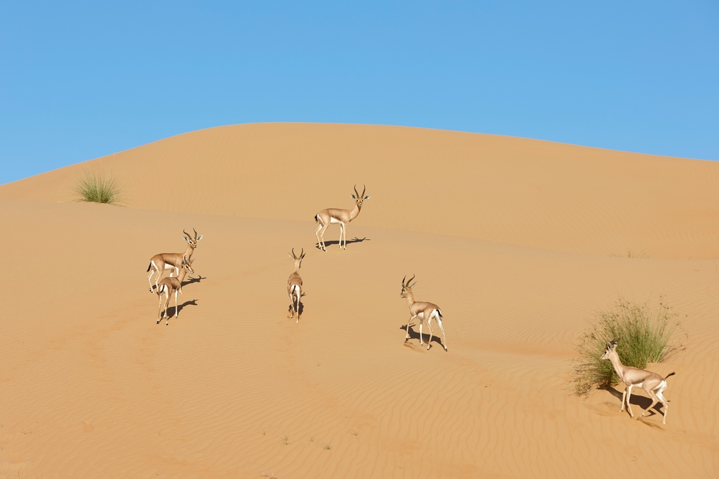 アラブ首長国連邦（UAE）ドバイ「ドバイ・デザート・コンサベーション・リザーブ」