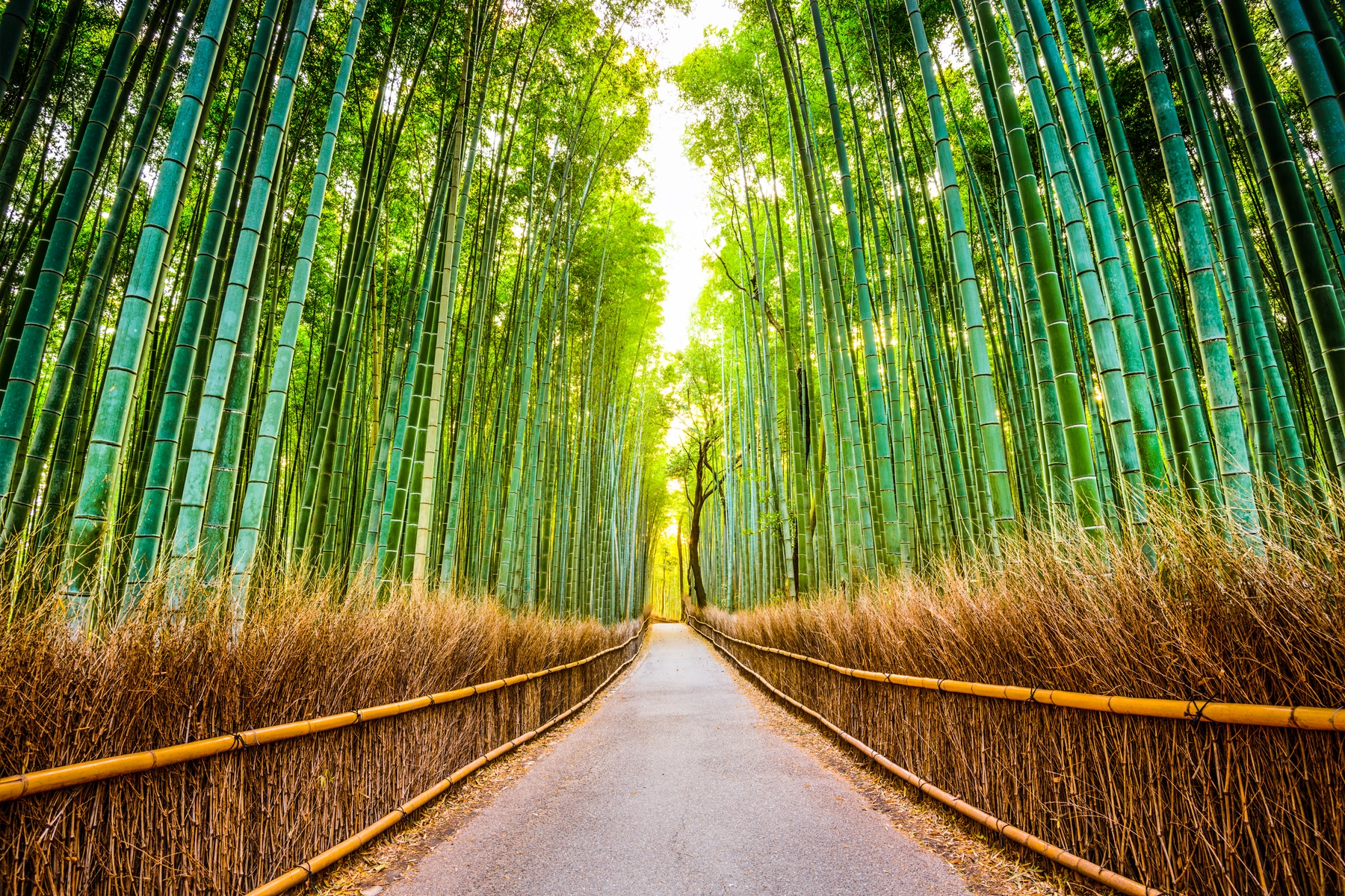 日本暫時未有解封旅客入境。