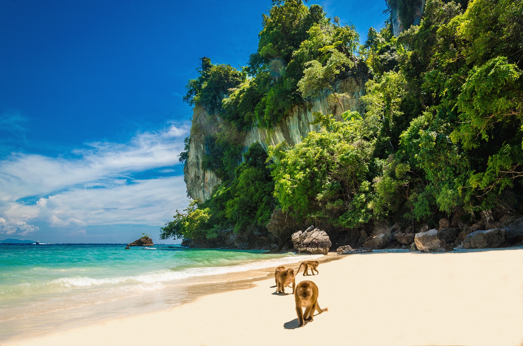 Monkeys in the sand, Phi Phi islands, Thailand - 12 of the most beautiful beaches in the world
