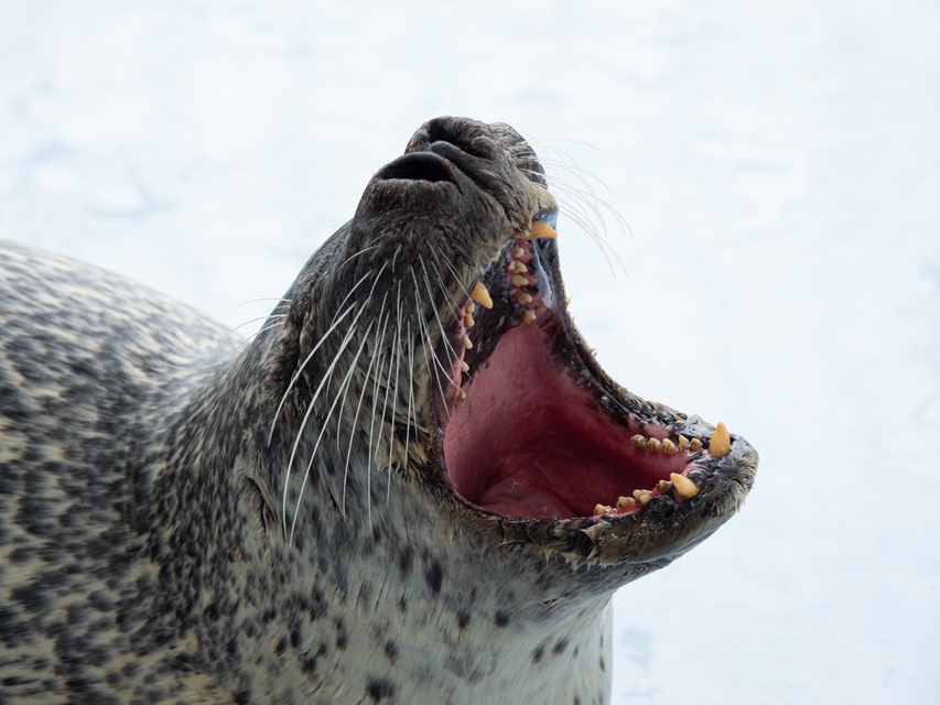 Face of the seal in Hokkaido.