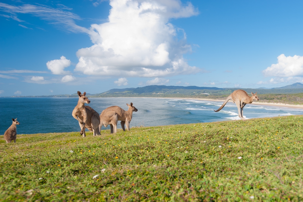 オーストラリア  エメラルドビーチのカンガルー