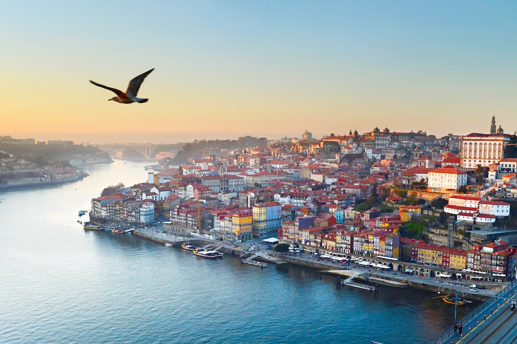 Bird flying over River Douro in Porto, Portugal