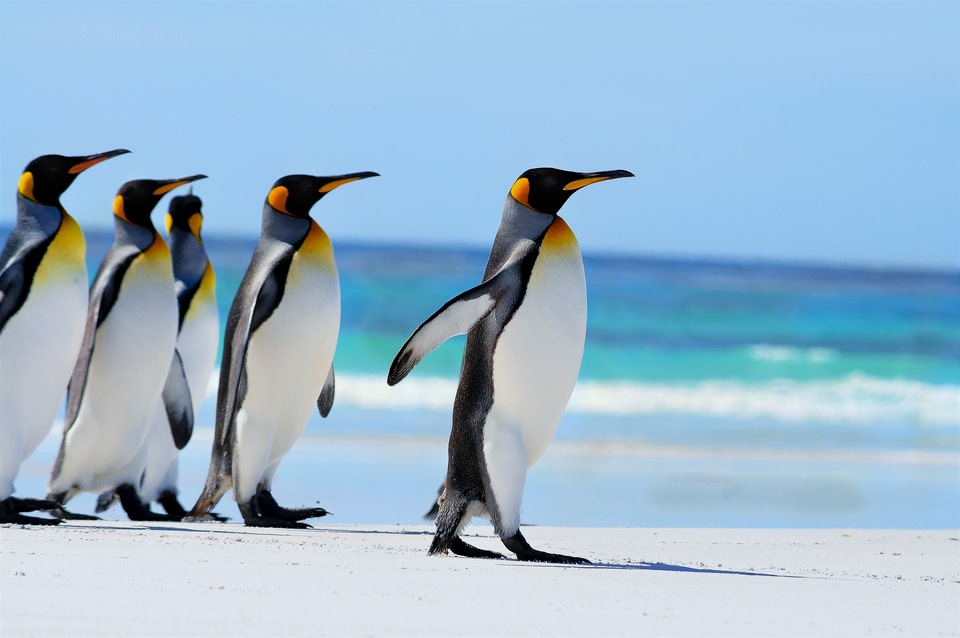 Pinguins nas Ilhas Falkland - um dos melhores lugares para viajar no exterior em dezembro de 2023