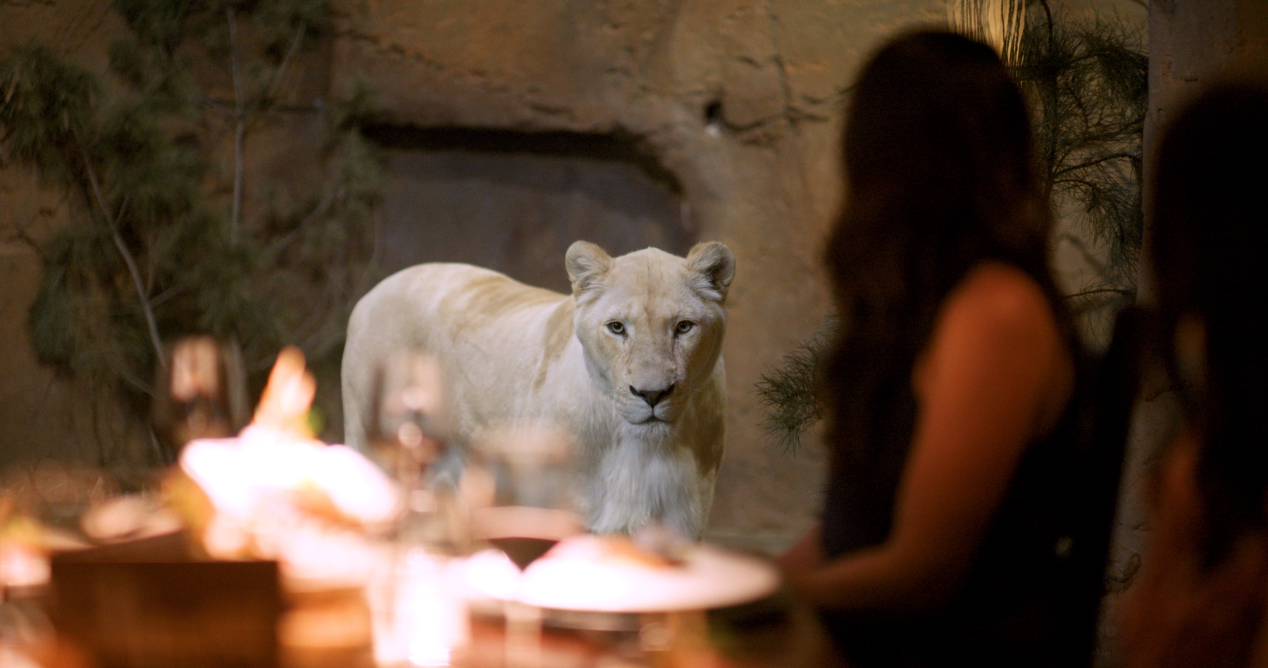 Jamala Wildlife Lodge