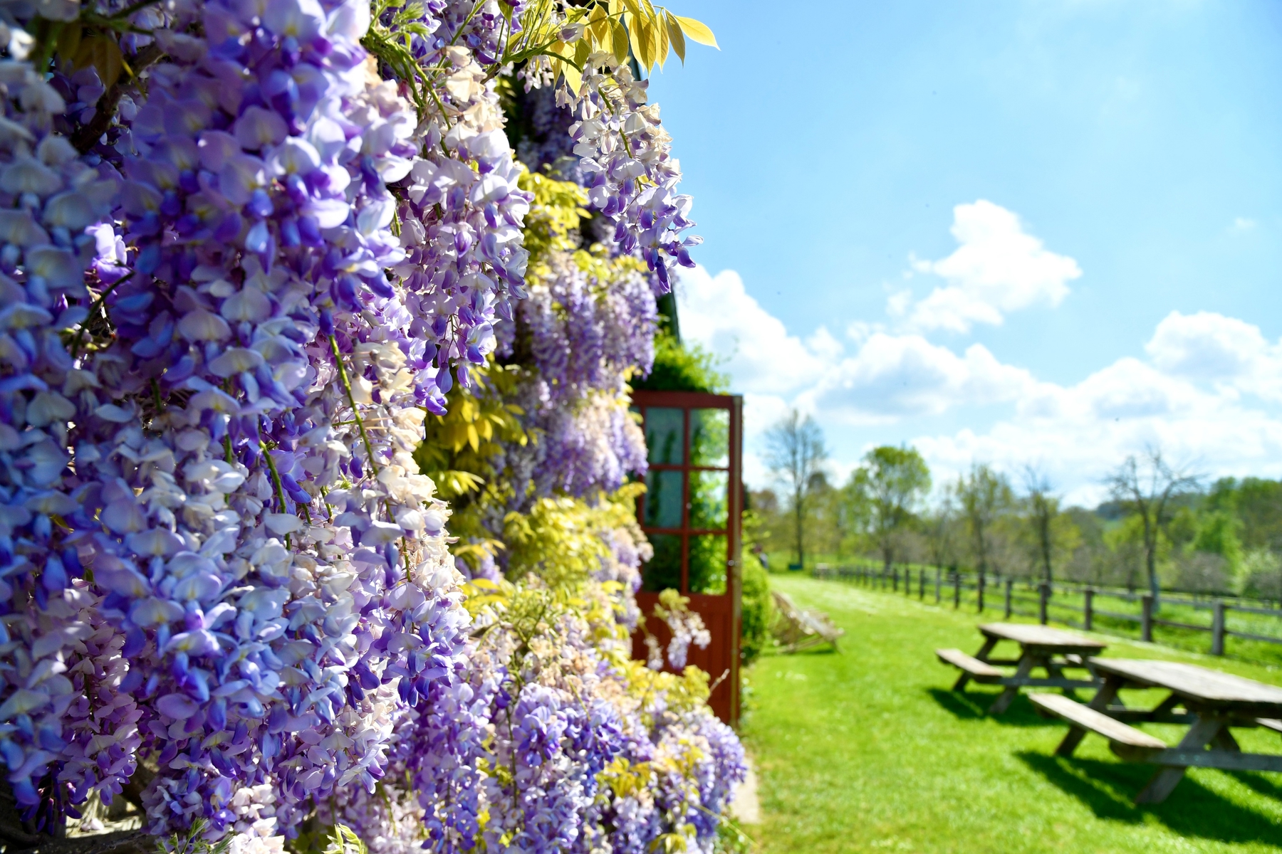 close up of purple flowers in Deauville, France.
