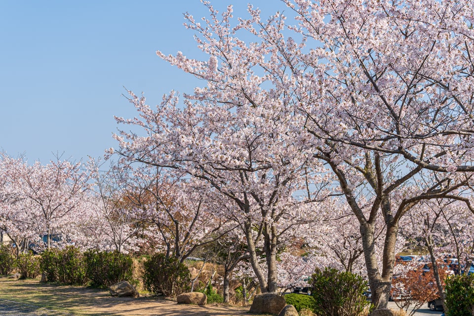 A row of cherry blossom trees in full bloom in Tokiwa Park