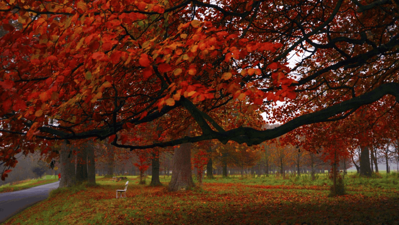 Autumnal leaves in Dublin's Phoenix Park