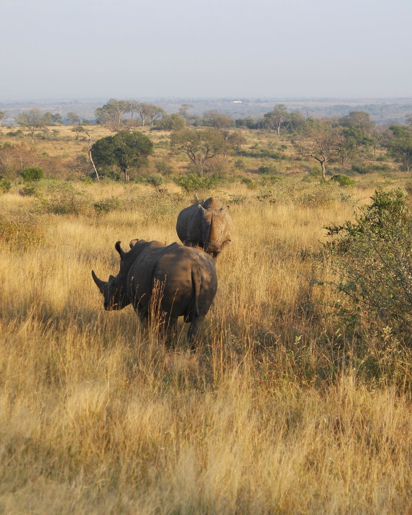 rinocerontes en Sudáfrica
