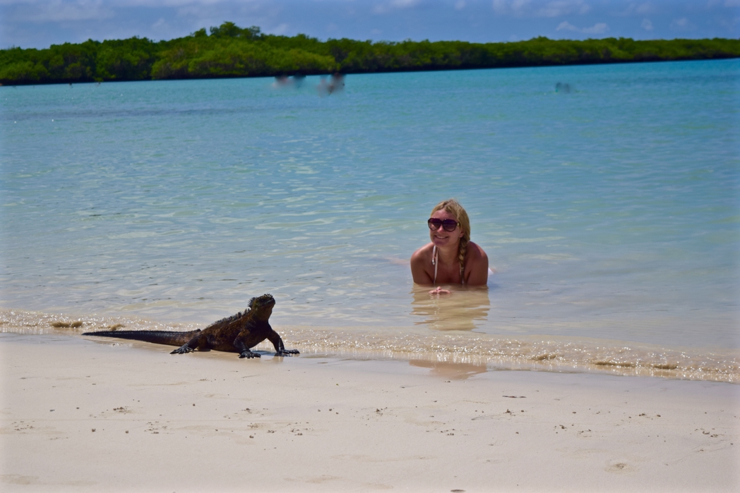 エクアドル  ガラパゴス諸島　トルトゥガ・ベイのイグアナ
