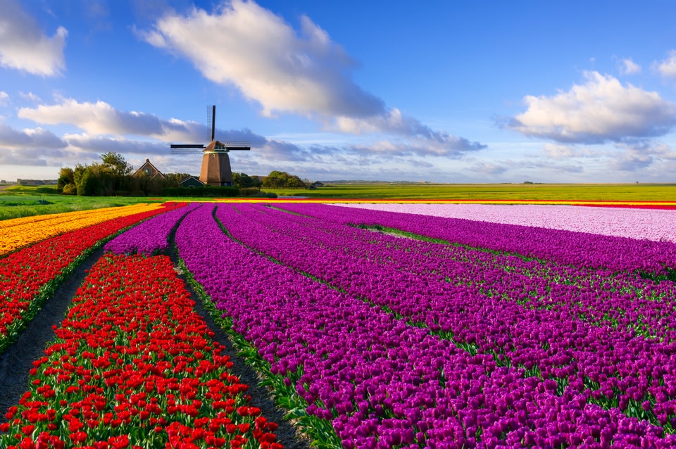 Idée de destination pour les vacances de printemps : les champs de tulipes aux Pays-Bas