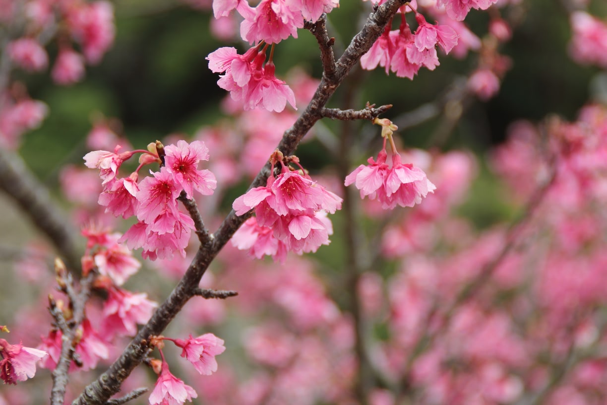 When and where to see cherry blossoms in Korea during Sakura season? -  Skyscanner Singapore