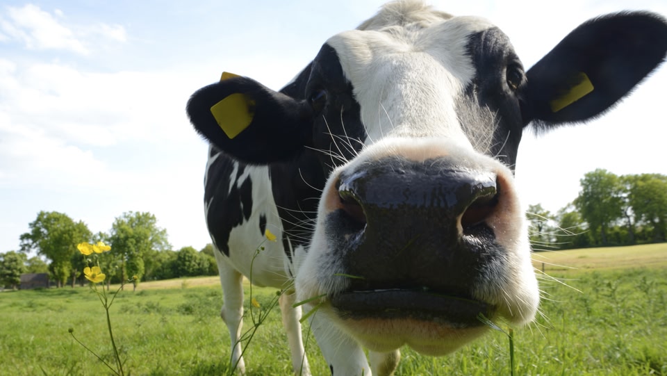 A cow's-eye view of a grassy field. The cow's nose is in the foreground, with wildflowers and trees in the distance.