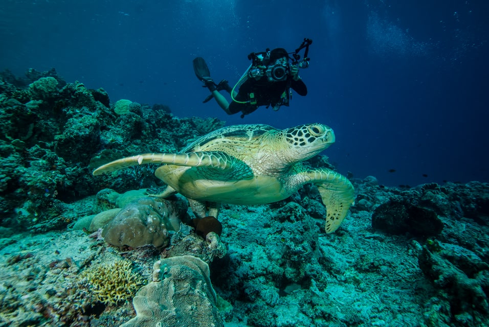 インドネシア デラワン島周辺の海 ウミガメ