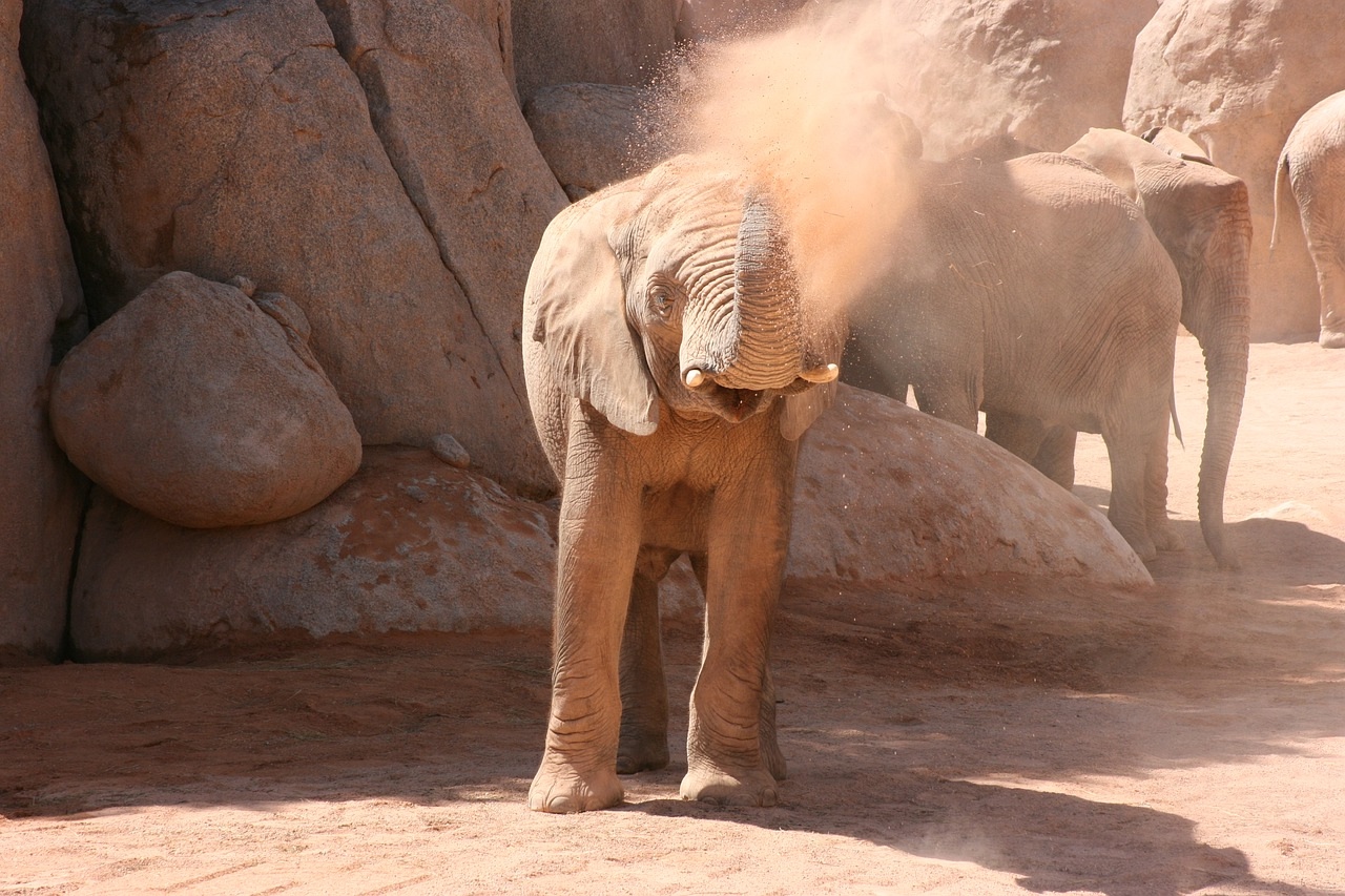 Elefante en Bioparc que ver en Valencia