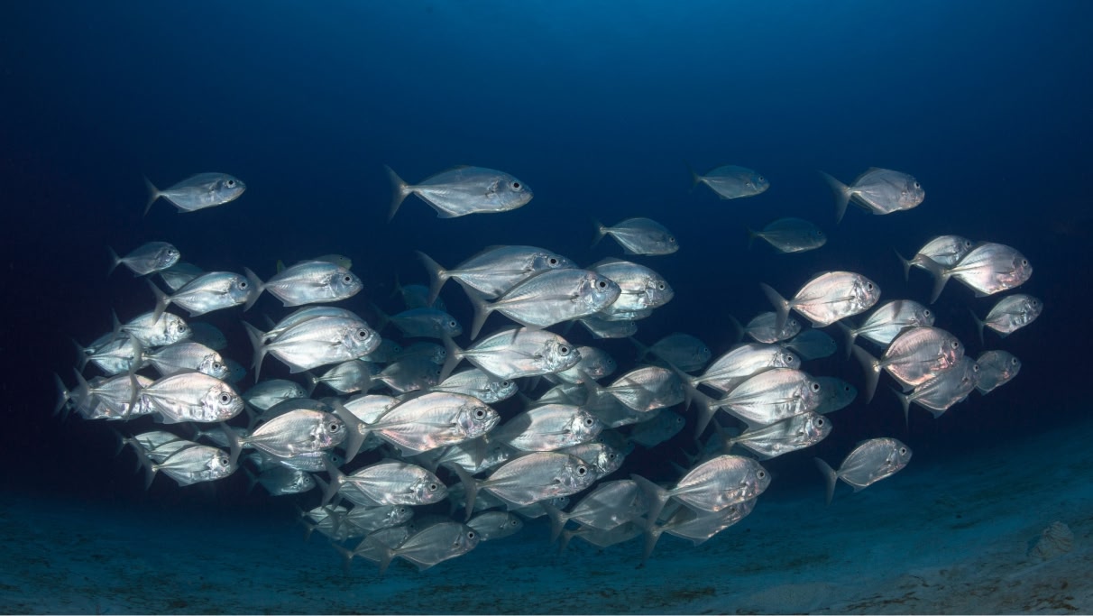 A shoal of fish