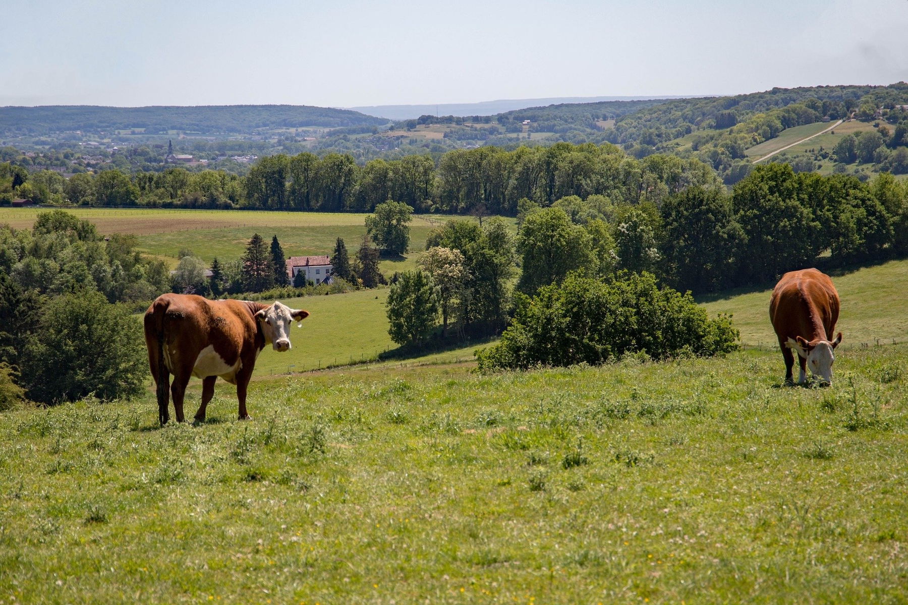 Vakantie in Nederland: Limburgse Heuvelland