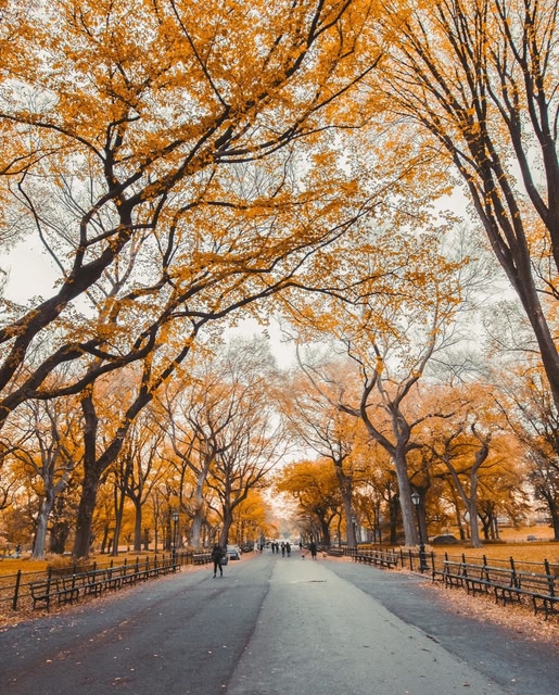 fall leaves in park in New York City.