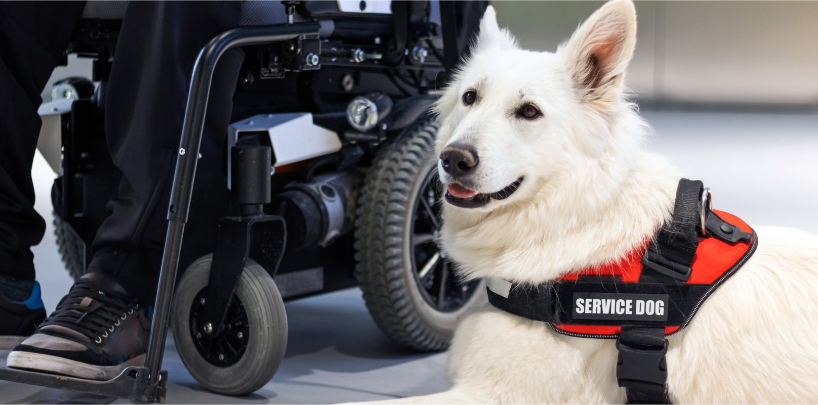 Image showing a service dog.