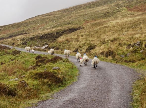 Schafe auf der Straße in Irland
