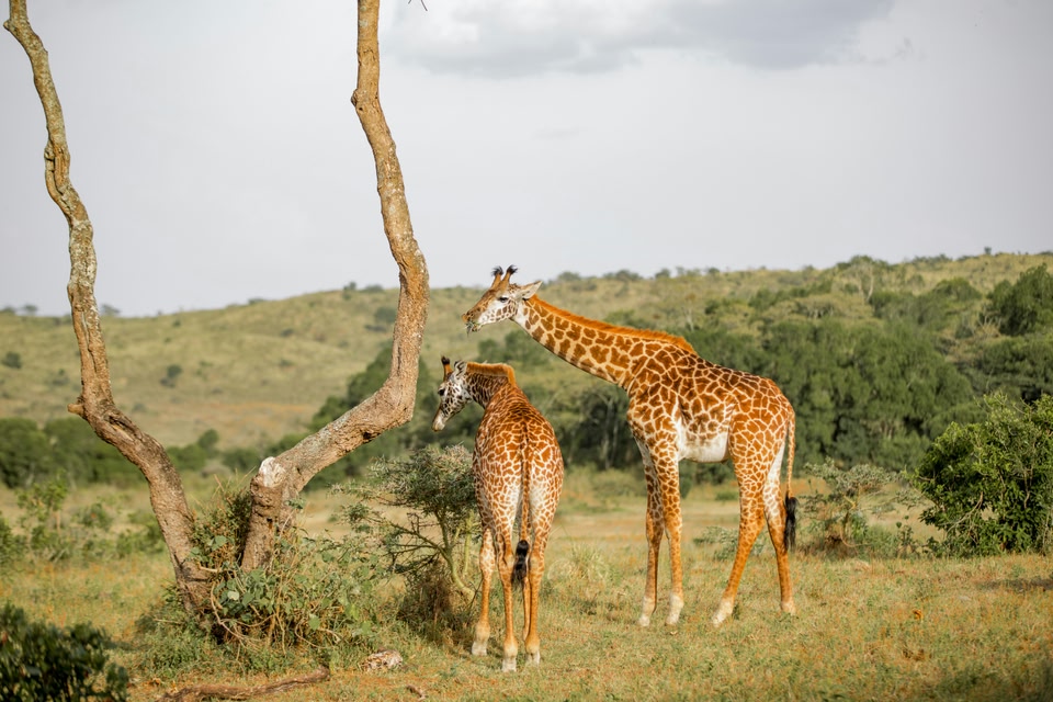 Immagine di un Safari in Africa, e in particolare in Tanzania