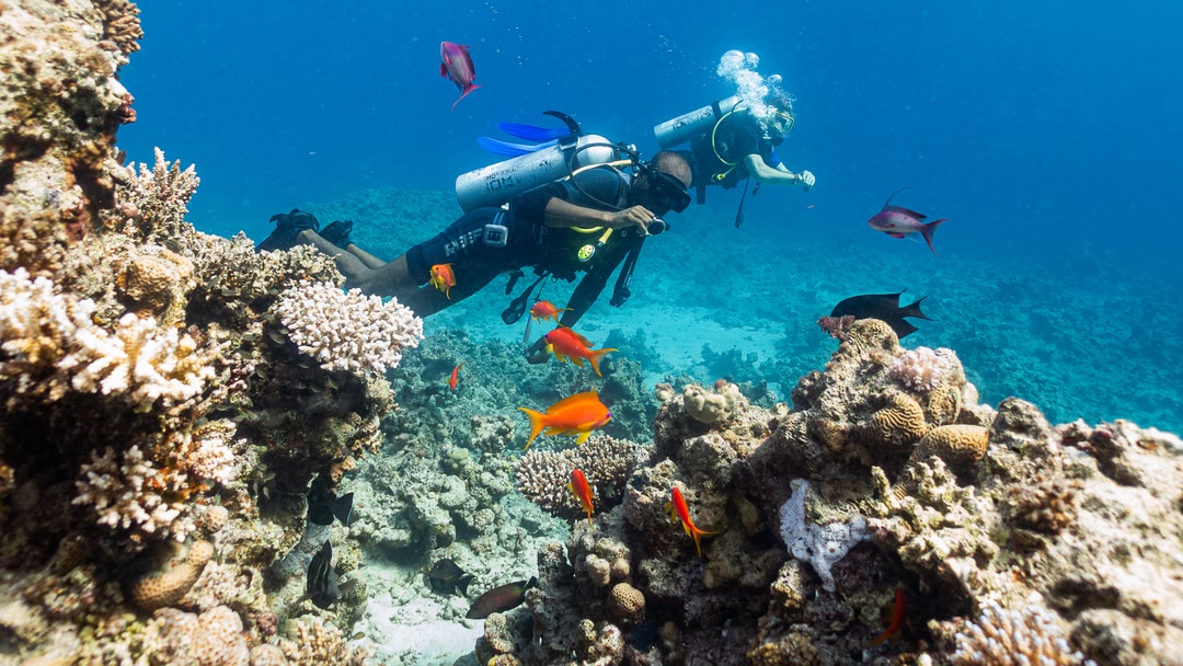 Temple Reef