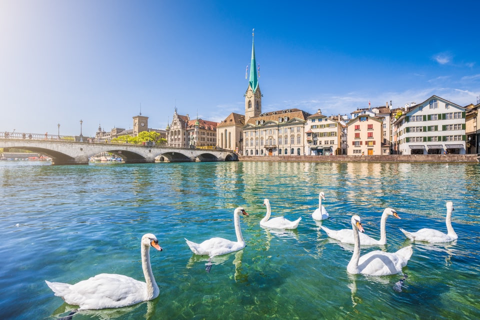 Swans swimming on the blue-green water of Lake Zurich, with the city centre in the background.