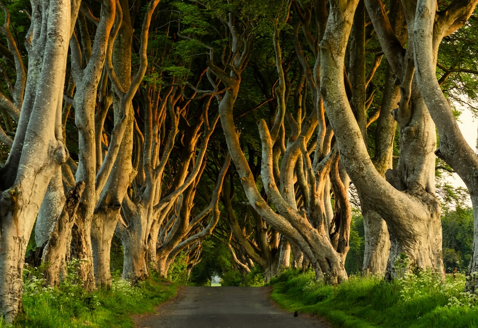 The Dark Hedges in Northern Ireland are one of them most iconic filming locations from Game of Thrones