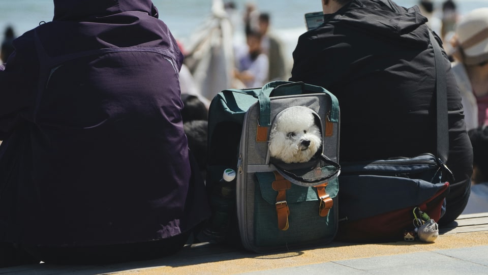 寵物搭飛機攻略