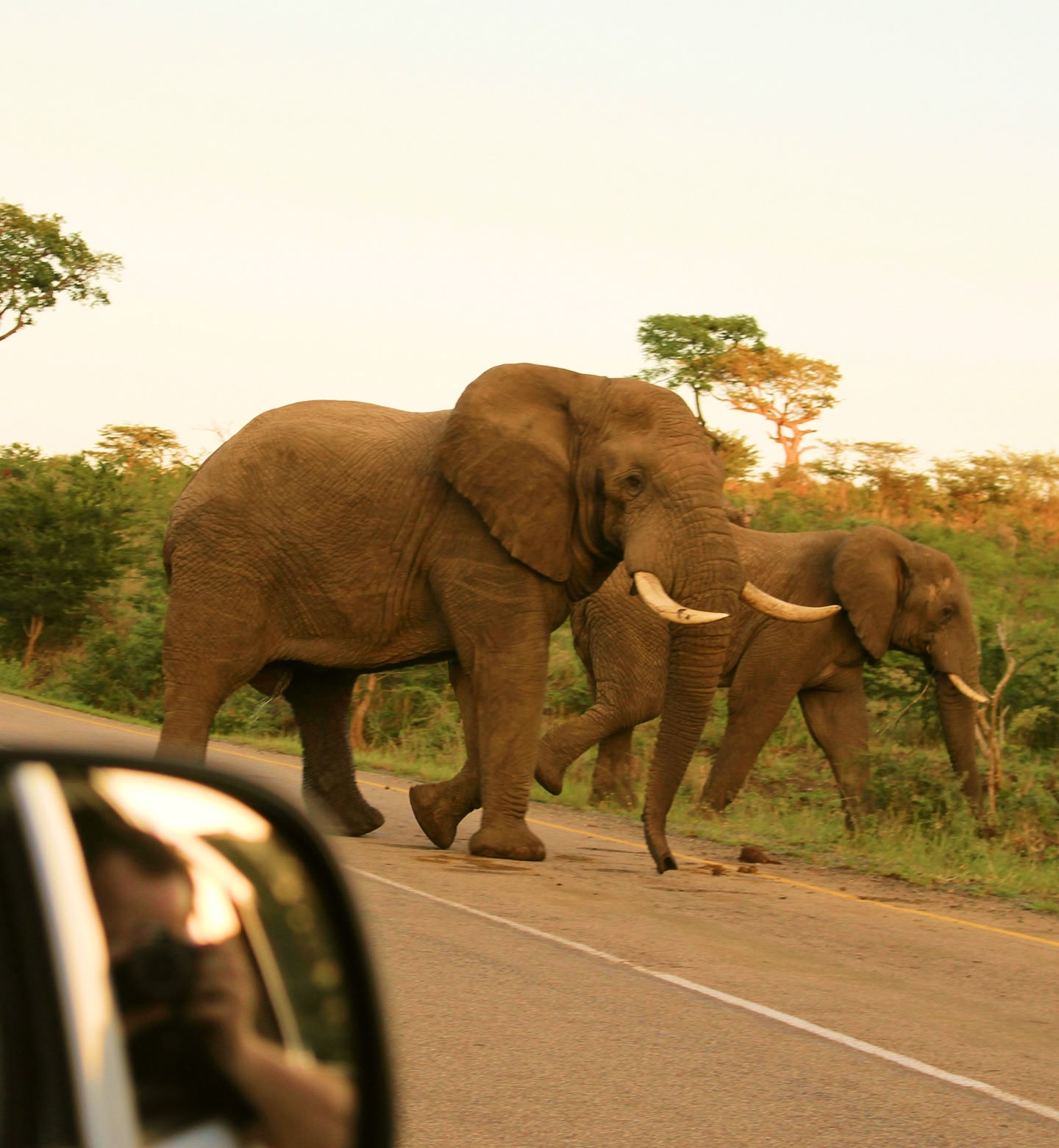 Olifanten die een weg oversteken in de buurt van Skukuza, Zuid-Afrika.