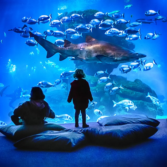 Two children sit and stand on cushions in front of a large aquarium with various fish and a prominent shark.