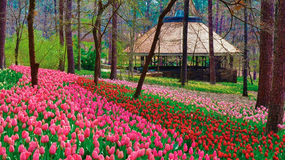 A garden with a large variety of pink and red tulips in full bloom, surrounded by trees and a gazebo in the background.