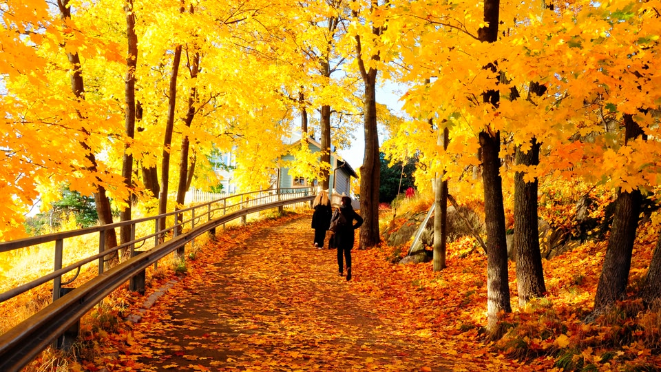 Two people walking down a path in a park with vibrant orange and yellow autumn leaves.