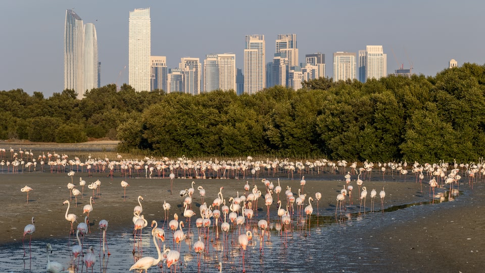 A flock of flamingos standing on a beach with a city skyline in the background.