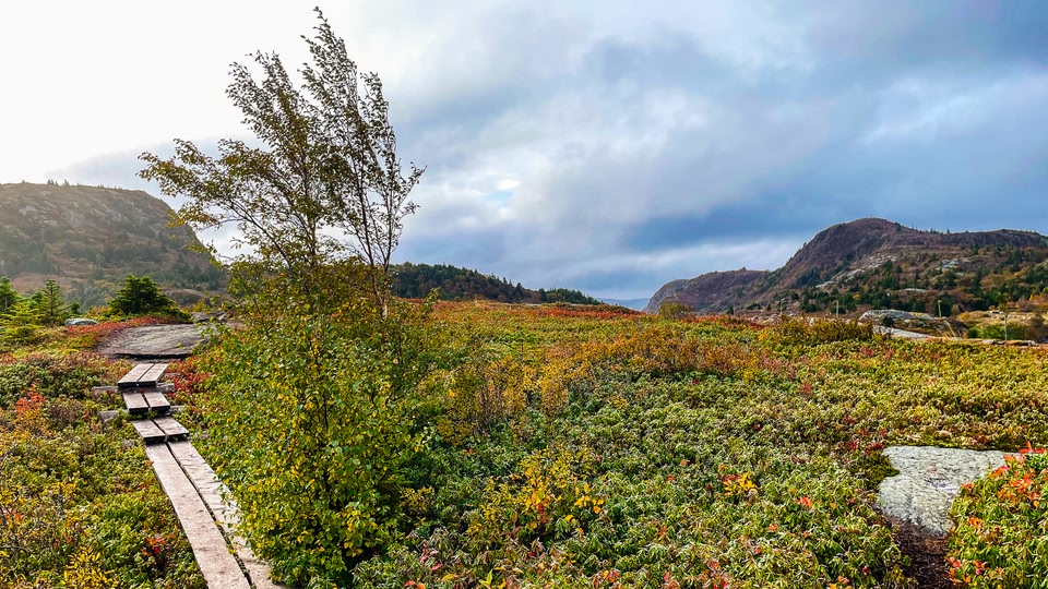 A scenic autumn landscape with a wooden path through colorful foliage and distant mountains in Saint John, New Brunswick, Canada.