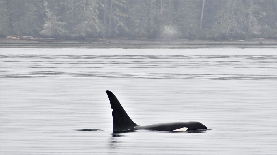 A black and white orca whale swimming in the water near a forested shoreline.