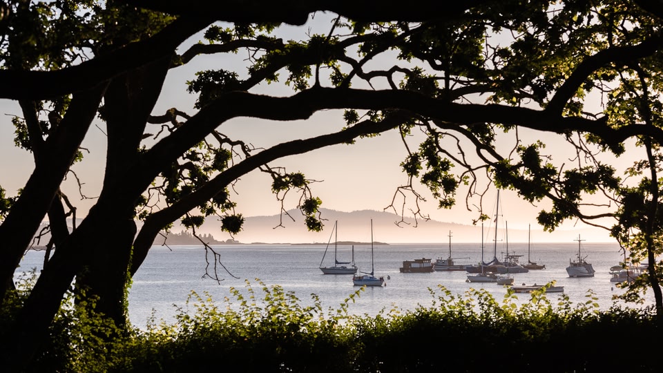 A view of several sailboats anchored in the water at sunset, framed by tree branches in the foreground.