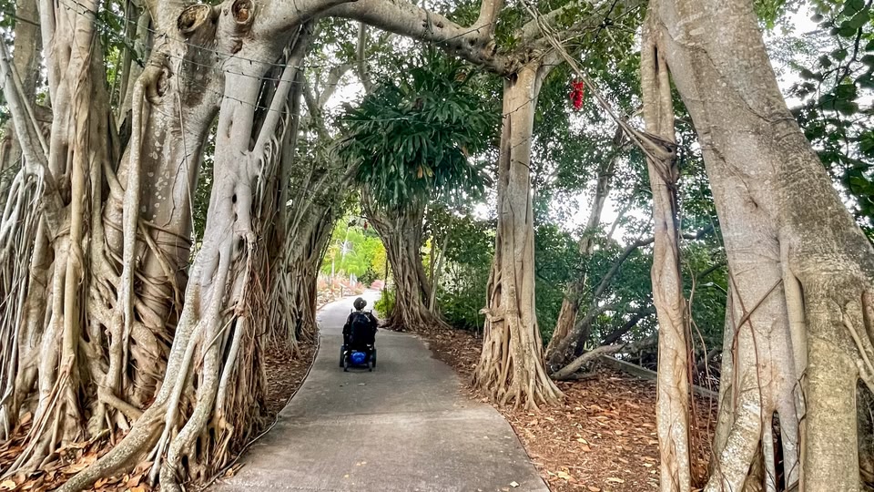 A person in a wheelchair navigating a scenic, tree-lined pathway in a park.