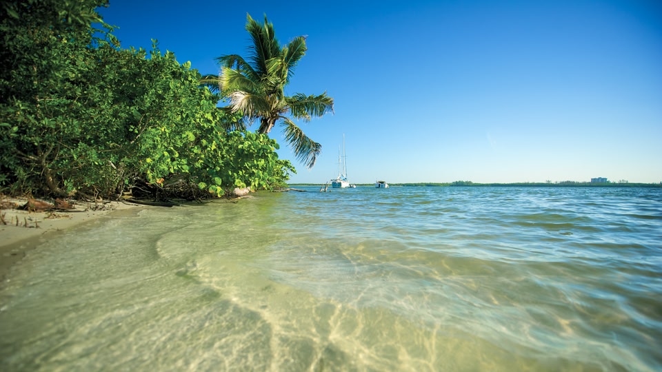 A serene tropical beach with clear blue waters, lush greenery, and a palm tree against a bright blue sky.