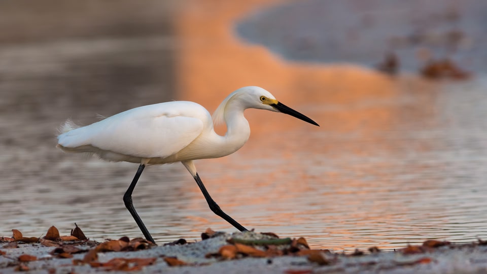A white bird with a black beak standing near a body of water at sunset