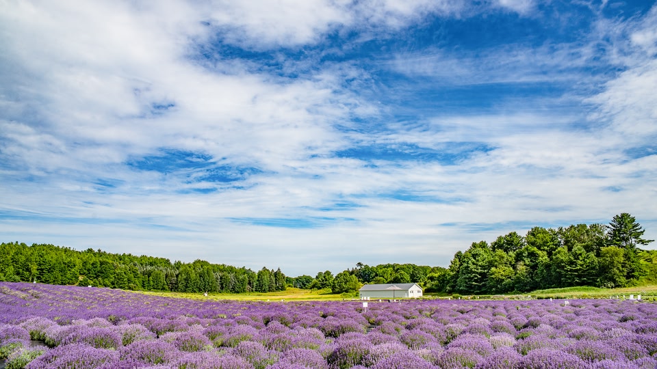 A vast field of lavender flowers under a blue sky with white clouds, surrounded by trees and a small white building.
