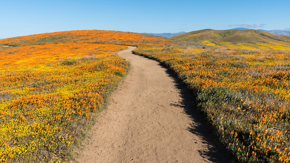 A dirt path leading through a field of orange flowers in a hilly landscape.