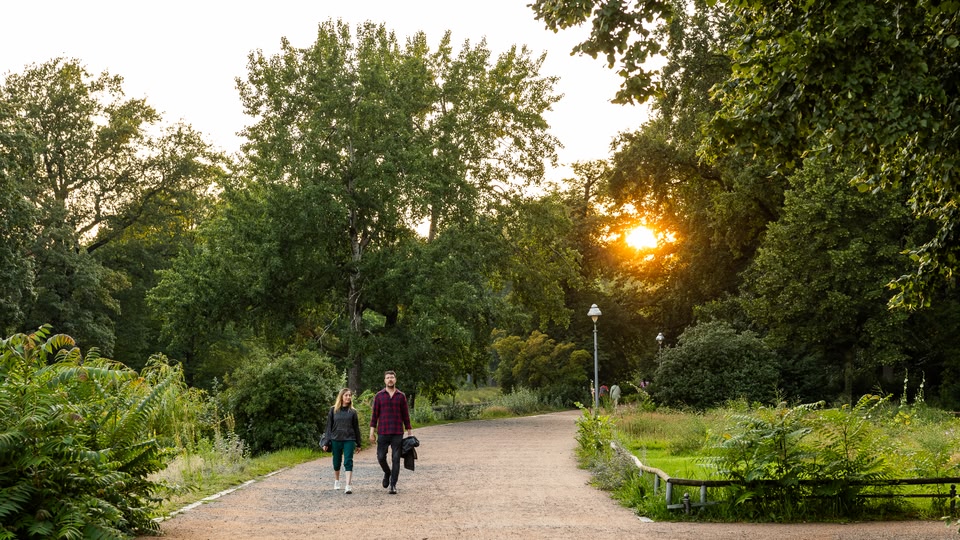 A couple walking along a tree-lined path in a park during sunset.