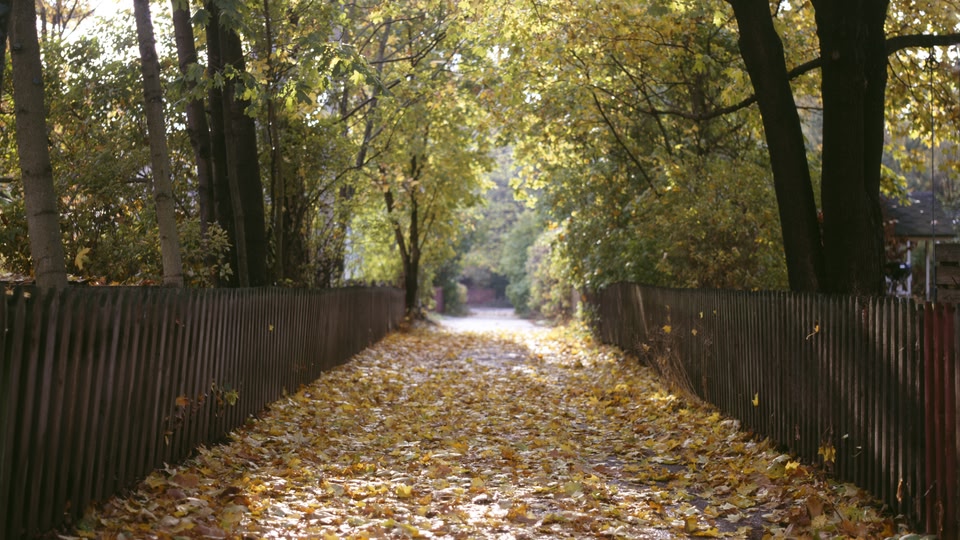 A tree-lined pathway with a wooden fence on both sides, covered in fallen yellow leaves during autumn.